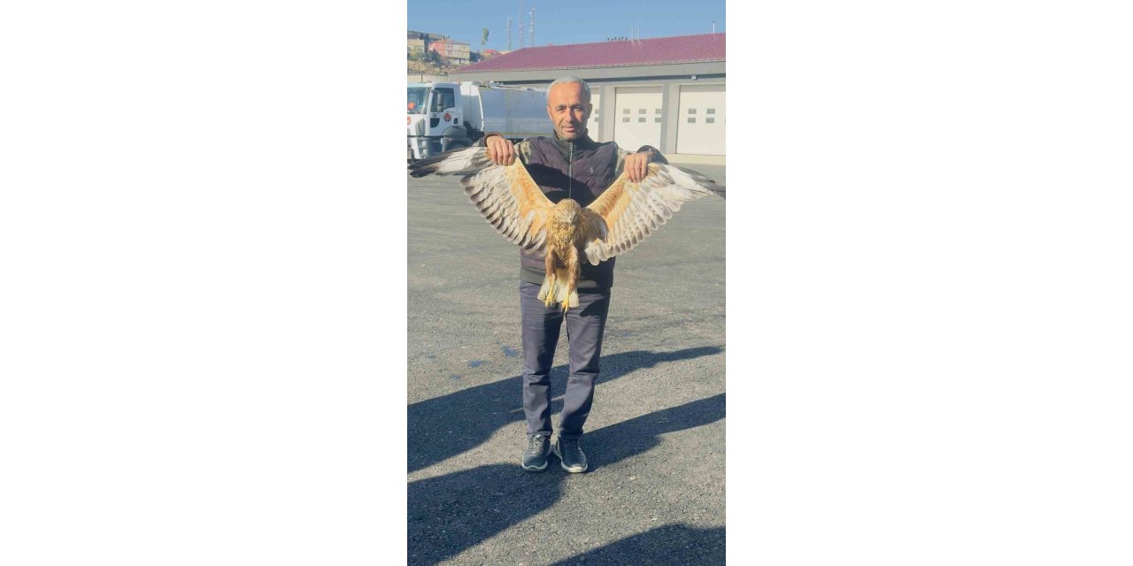 Yüksekova’da bulunan yaralı baykuş tedavi altına alındı