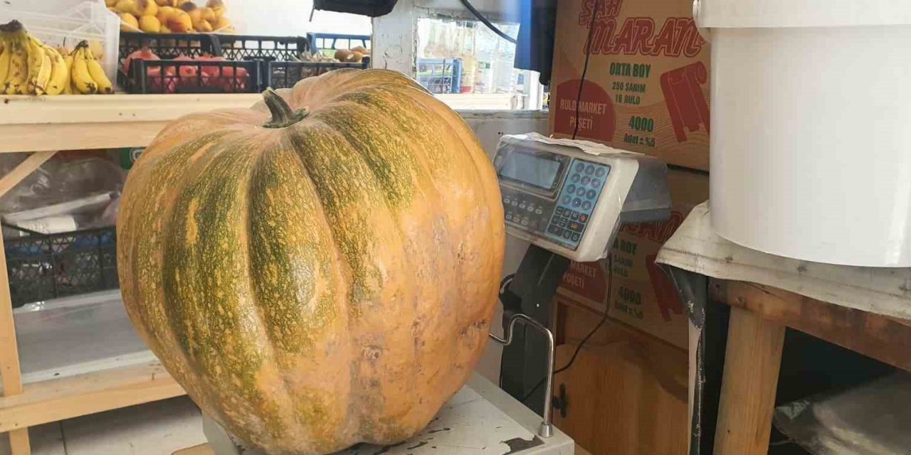 Elazığ Palu’da ata tohumu kabaklar 35 kiloya ulaştı