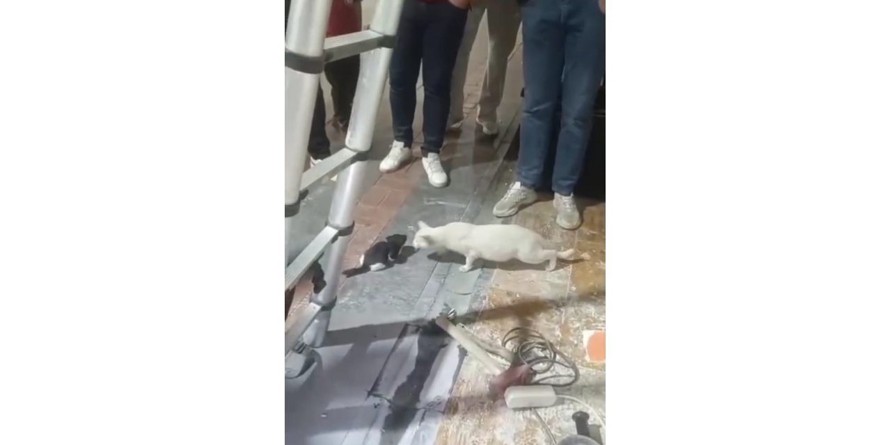 Kolon boşluğuna düşen 2 yavru kedi kurtarıldı