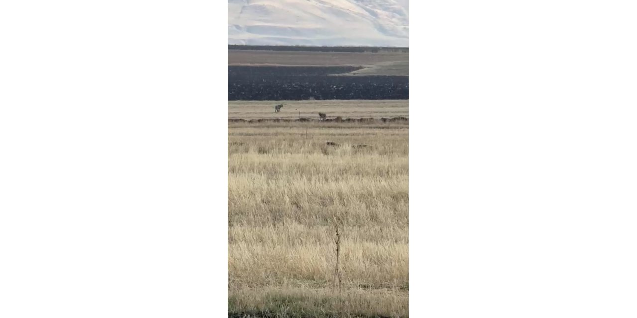 Susuz’da kurt sürüsü görüntülendi