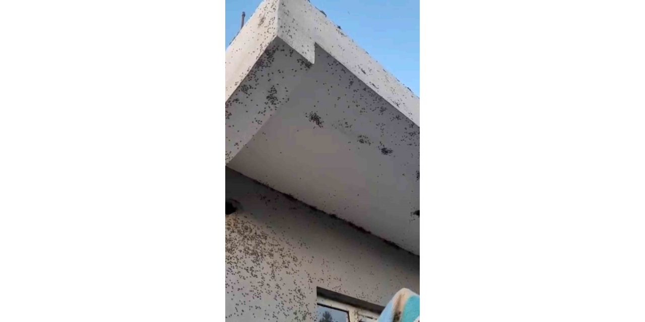 Siirt'in Kurtalan ilçesinde bir evin dış cephesini sinekler istila etti