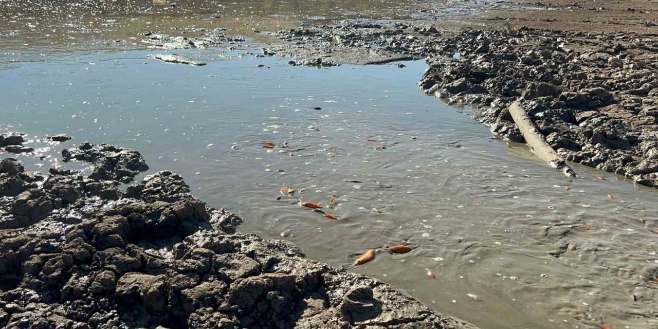 Kurtalan'da balık teleflerine karşı gölete 150 tonluk su takviyesi