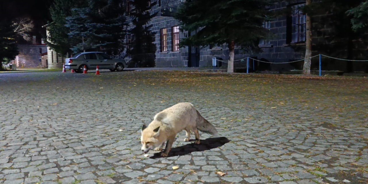 Kars'ta tilkiyi bisküvi ile besledi, o anları kayda aldı
