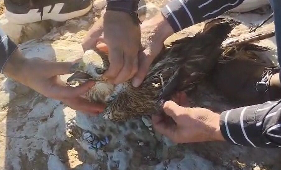 Urfa’da yaralı halde bulunan kızıl şahin jandarmaya teslim edildi