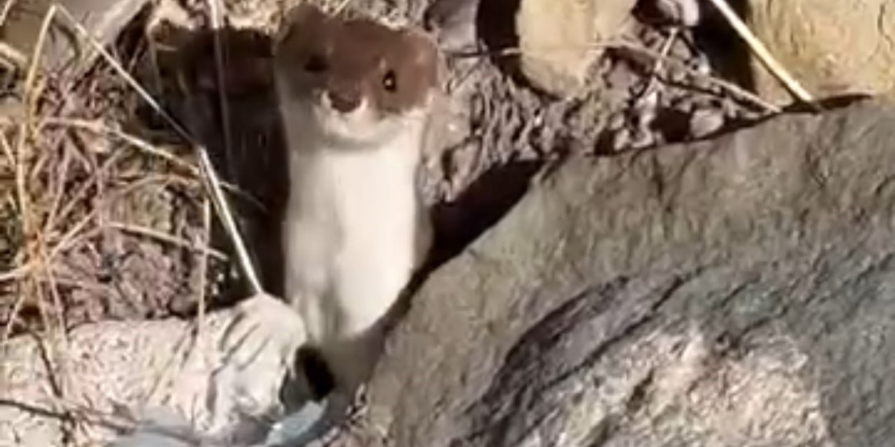 Yüksekova'da beyaz gelincik şehir merkezinde görüntülendi