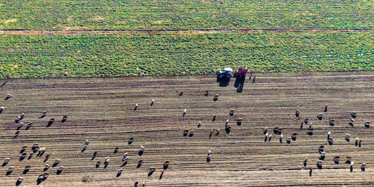 Muş Ovası’nda ’tatlı’ hasat sürüyor