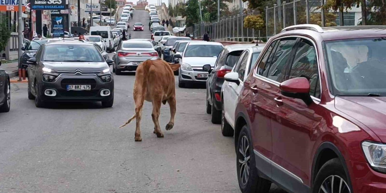 Batman kent merkezinde inekler şehre indi, trafikte ilginç görüntüler oluştu
