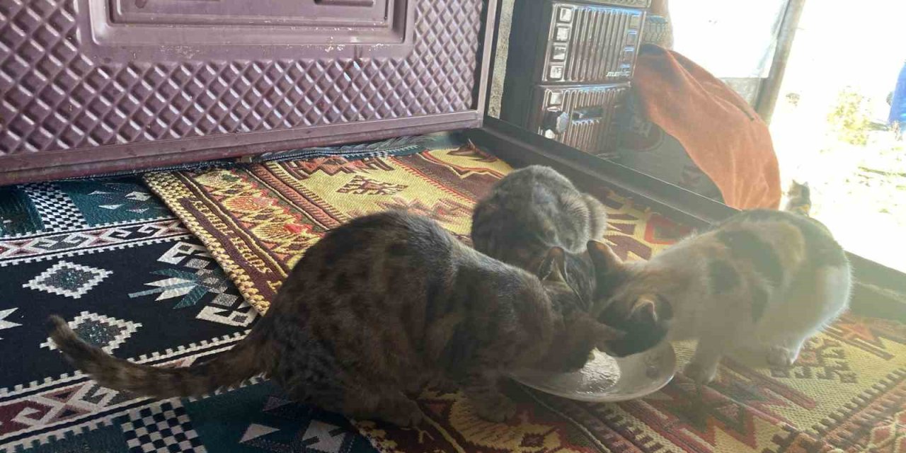 Ağrı'da sokak hayvanlarını elleriyle besliyor, onlara yuva oluyor