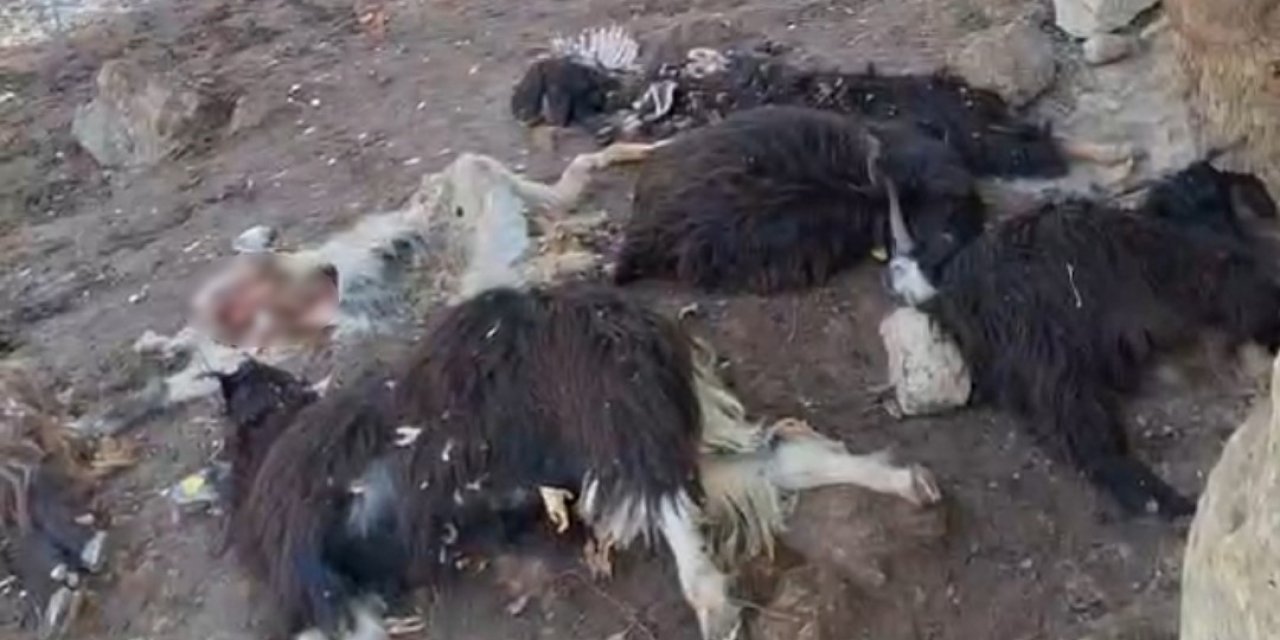 Batman’da kurt saldırısında 10 keçi telef oldu, 10’nu da yaralandı