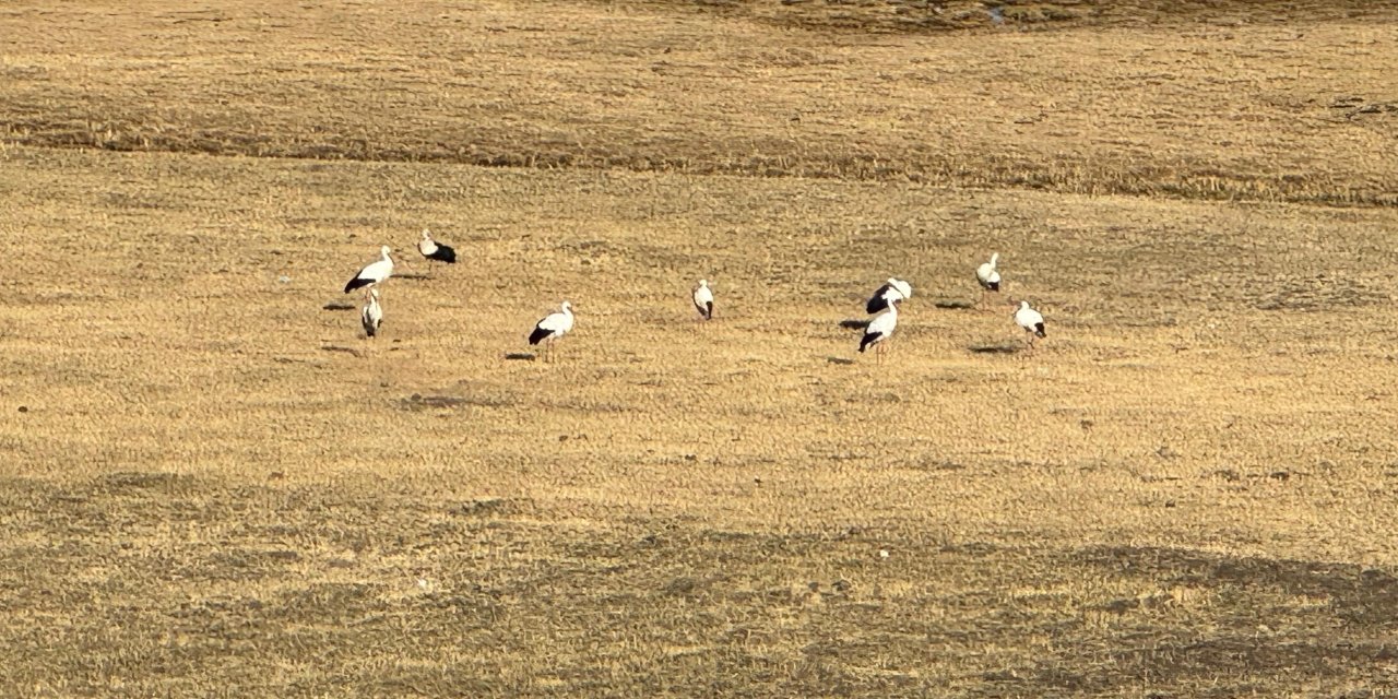 Yüksekova ovasında son sonbaharda onlarca leylek görüntülendi