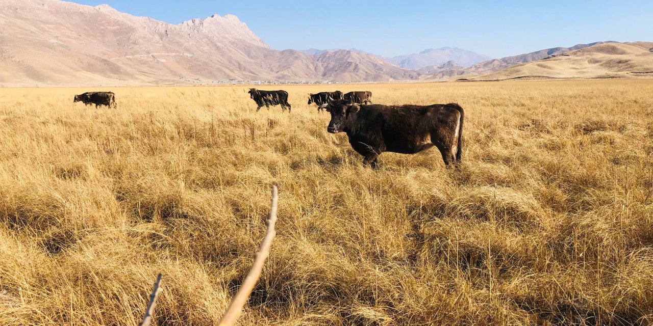 Yüksekova’da kurtlar büyükbaş hayvanlara saldırdı
