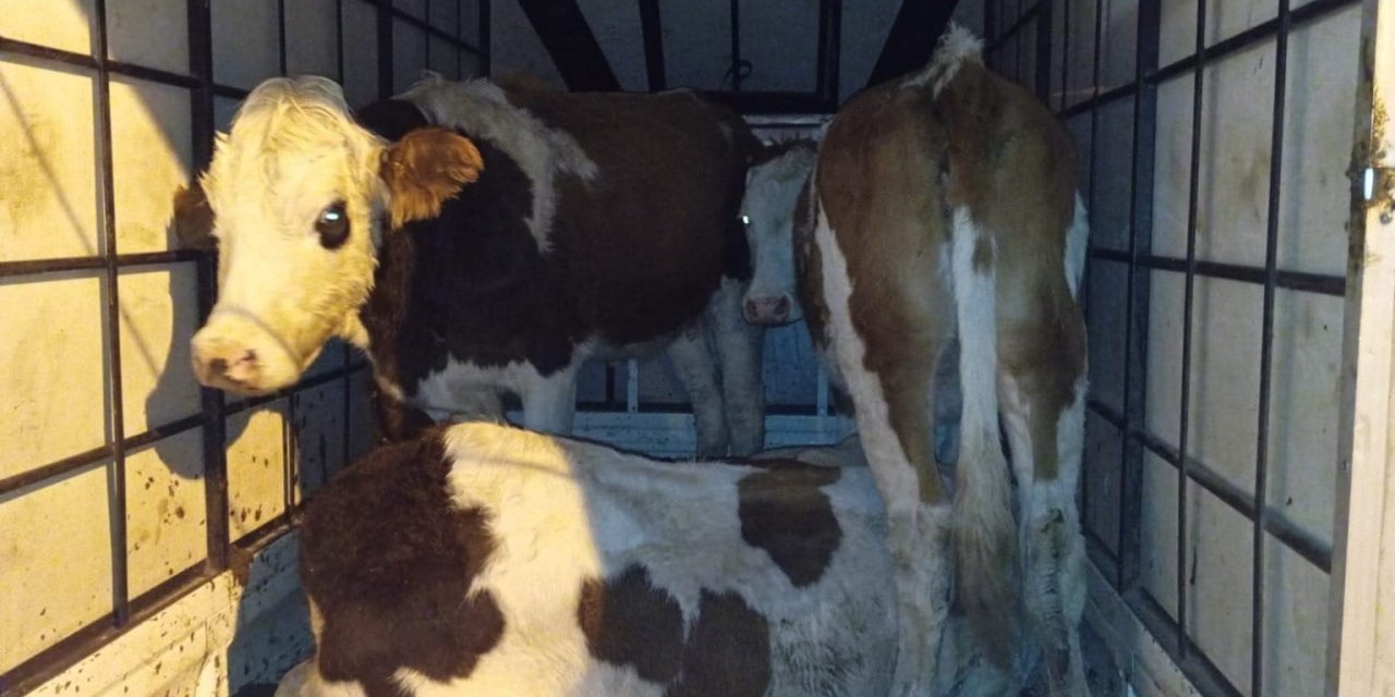 Muş’ta çalınan büyükbaş hayvanlar bulundu