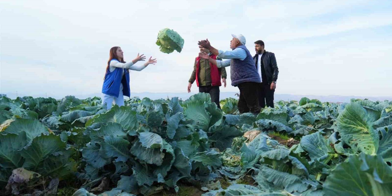 Muş Ovası’nda gönüllü gençlerden hasat desteği