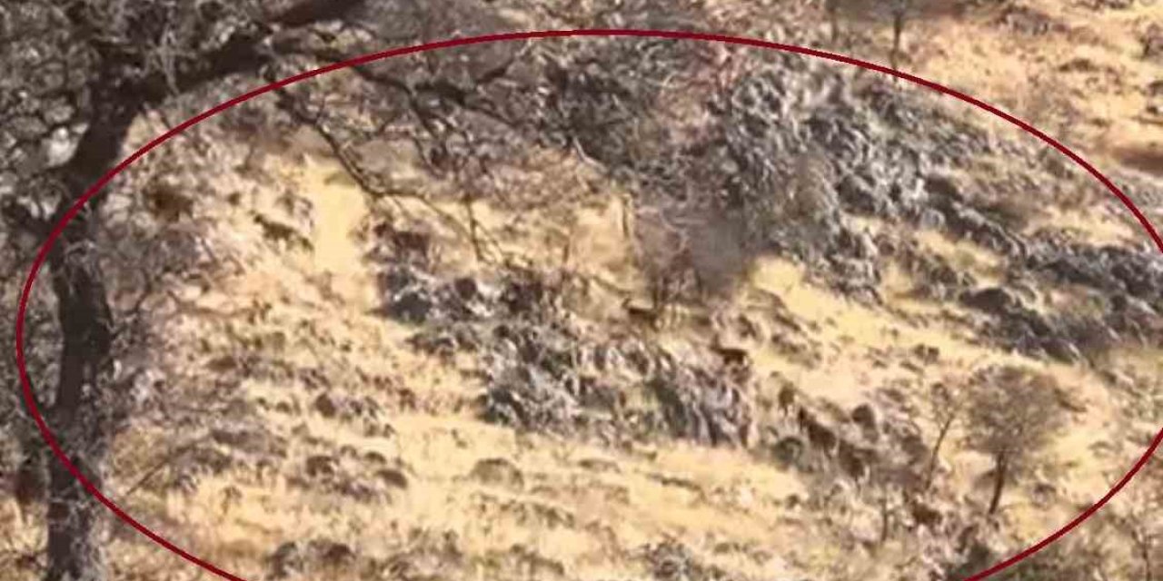 Çermik'te dağ keçileri sürü halinde görüntülendi