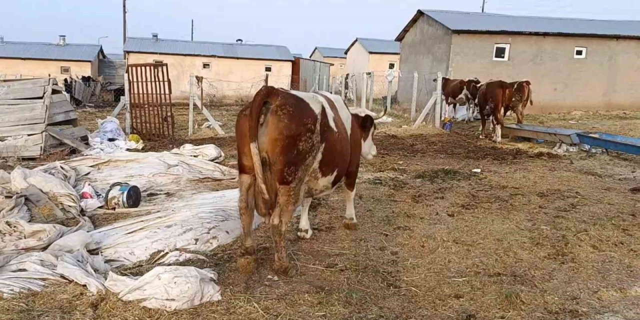 Elazığ’da şap hastalığı üreticiyi zorluyor