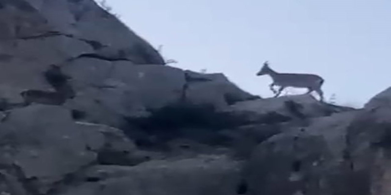 Malatya’da yaban keçileri görüldü