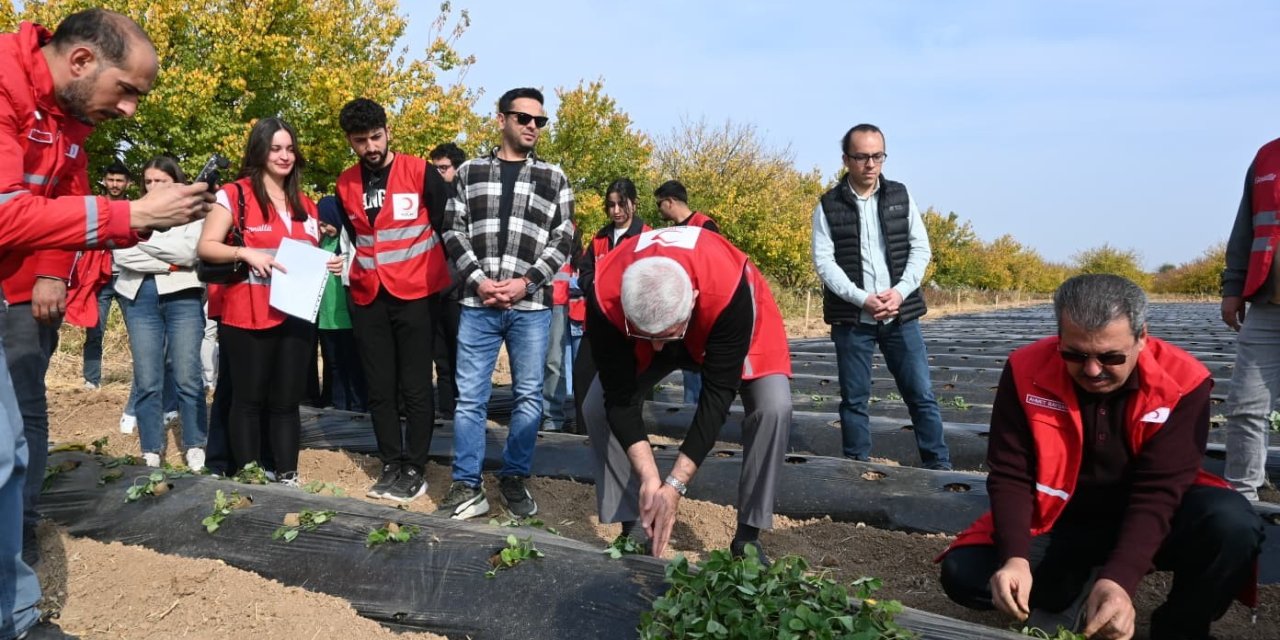 Çilek yetiştiriciliğinde hibe destekli proje başladı