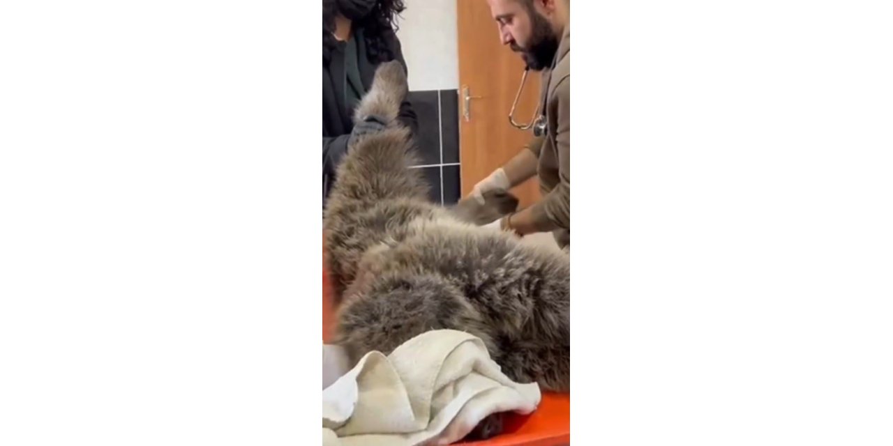 Sarıkamış'ya yaralı bozayının tedavisi yapılıyor