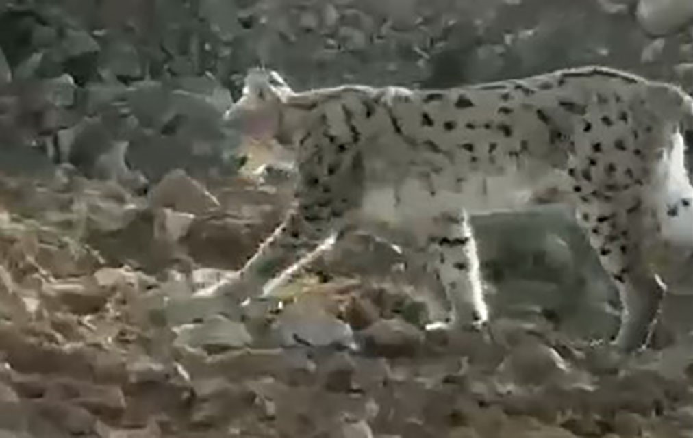 Çukurca'da vaşak görüntülendi