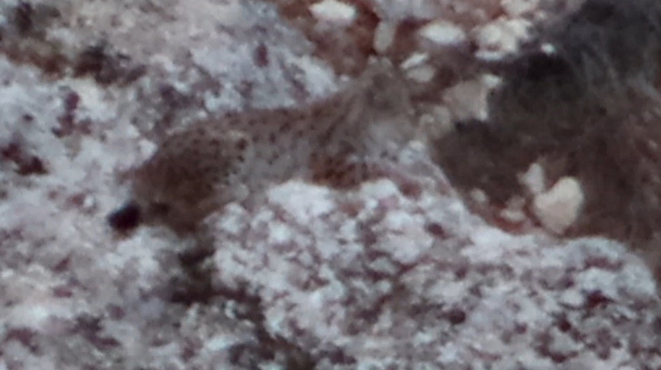 Çemişgezek'te vaşak görüntülendi