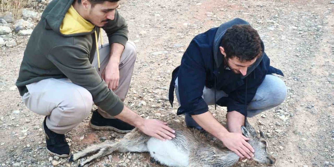 Çemişgezek'te köpeklerin saldırdığı yavru dağ keçisini 3 kilometre sırtında taşıdılar