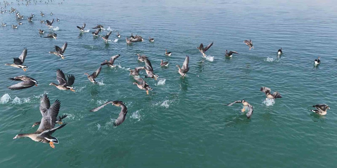 Erçek Gölü’nün misafirleri küçük sakarcalar havadan görüntülendi
