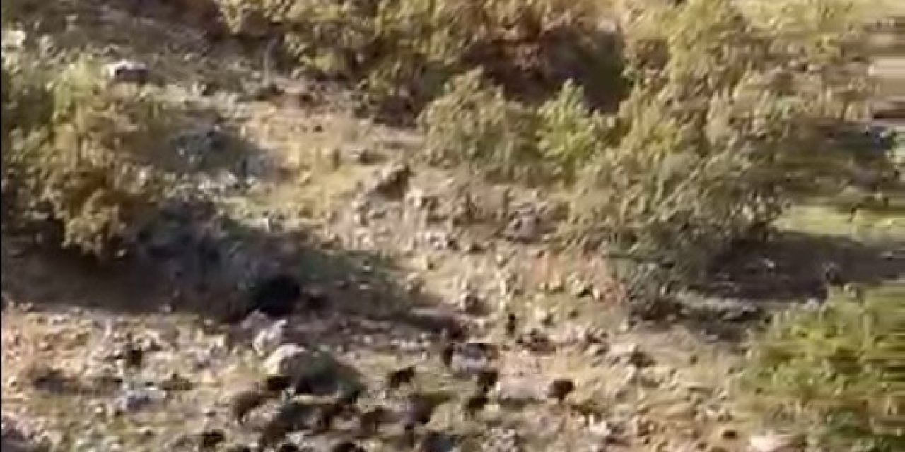 Gercüş’te domuz sürüsü görüntülendi