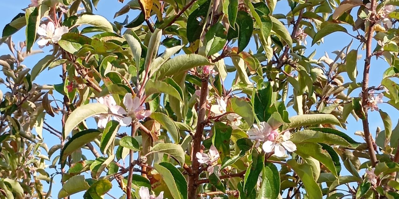Malatya’da bir elma ağacı çiçek açıp meyve verdi