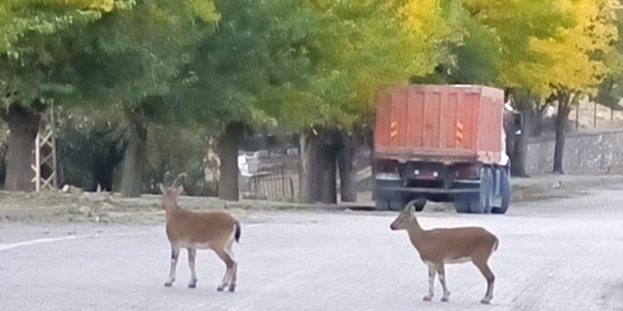 Tunceli'de dağ keçileri sonbahara renk kattı