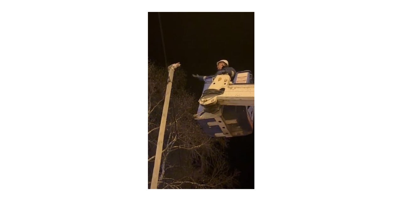 Direkte mahsur kalan kediyi Aras EDAŞ ekipleri kurtardı