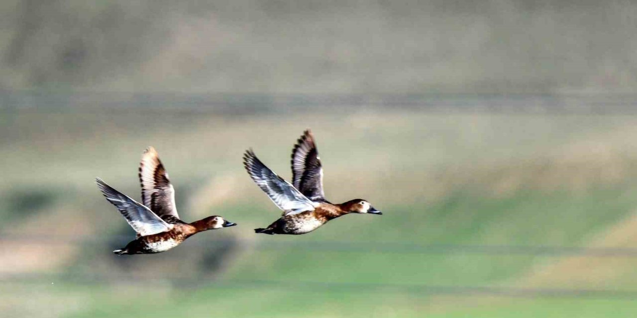 Ekşisu Sazlığı, 149 kuş türüne ev sahipliği yapıyor