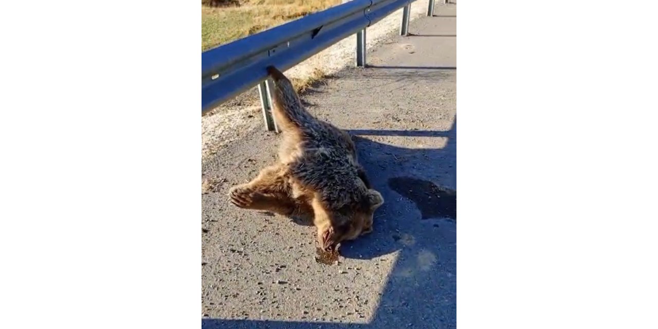 Erciş yolunda aracın çarptığı ayı telef oldu