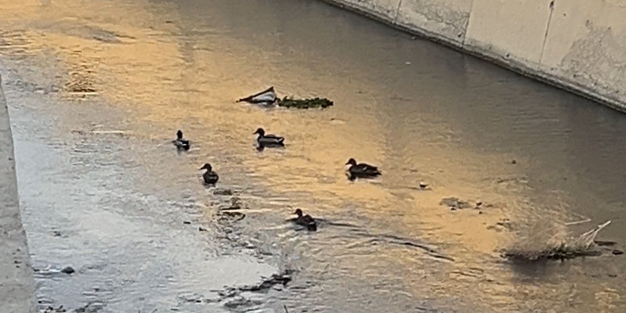 Yüksekova’da kirli derede ördekler yüzdü: “Canlıların gidecek temiz bir yeri kalmadı”