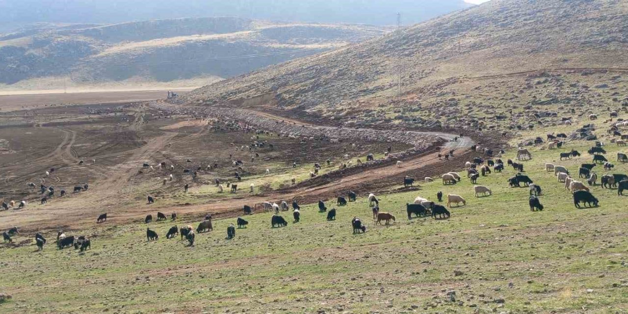 Zirin Gölü doğal yaşamına kavuşuyor
