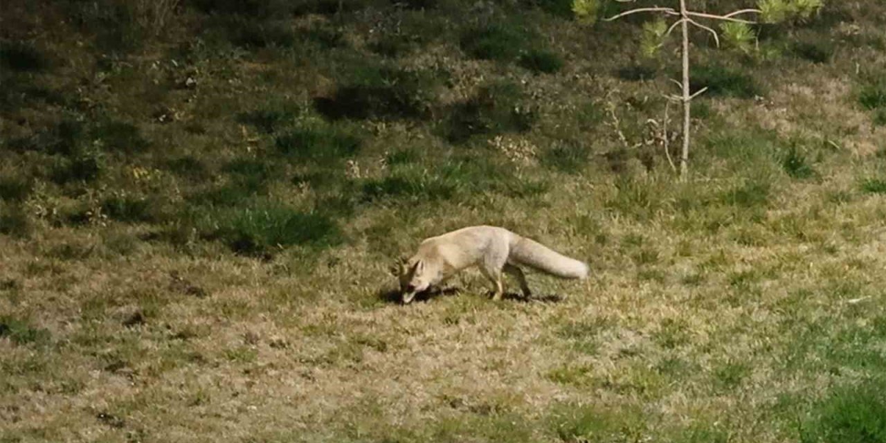 Bitlis sokaklarında tilkiler görüntülendi