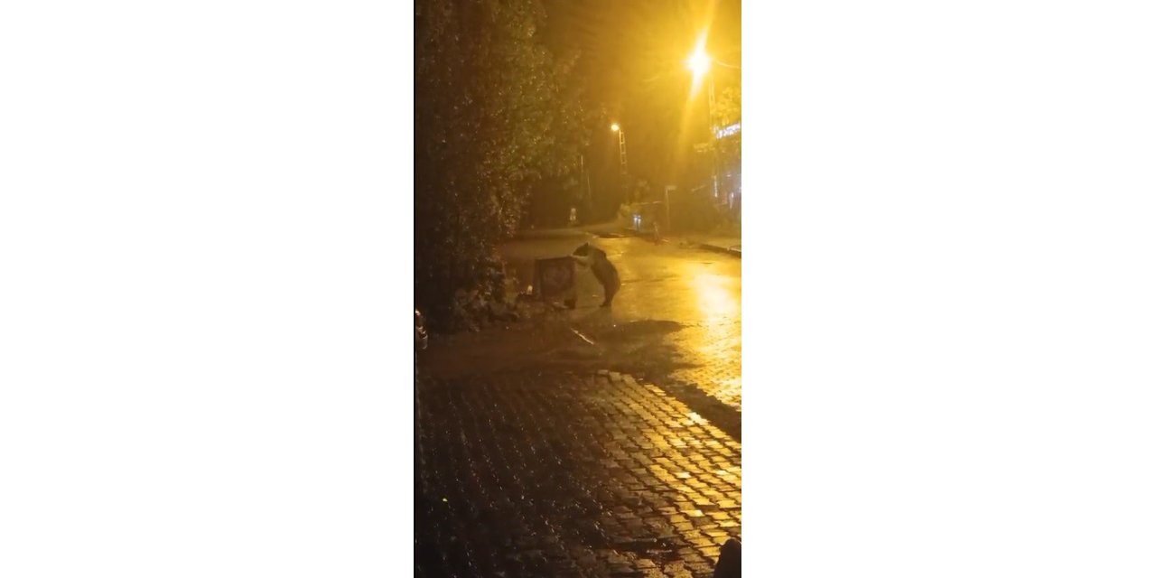 Sarıkamış’ta ayılar kış uykusunu unuttu