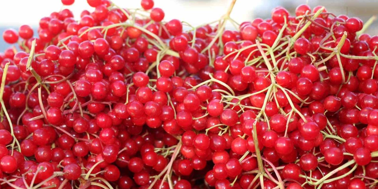 Erzincan’da şifa deposu gilaburuya yoğun ilgi