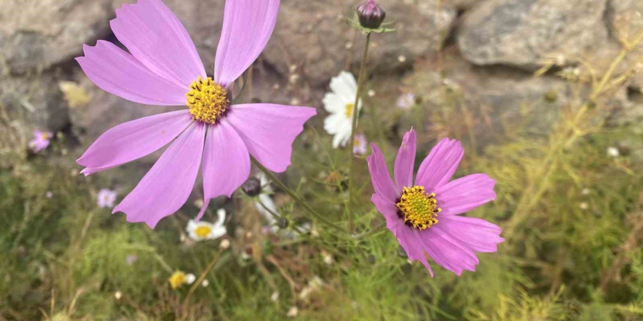 Patnos'ta kasım ayında açan çiçekler şaşırttı