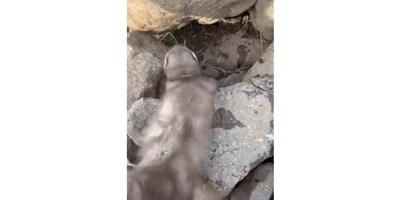 Diyarbakır’da gelincik, vatandaşlar tarafından görüntülendi