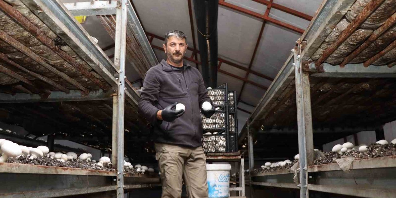 Erzurum'da yılın son mantar hasadı başladı