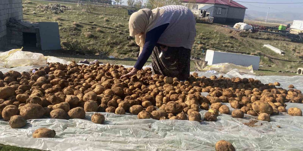 Ağrı’da kışlık patatesler geleneksel yöntemle toprağa gömülüyor