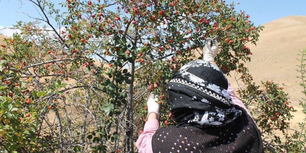 Erzincan'da kuşburnu için hasat zamanı