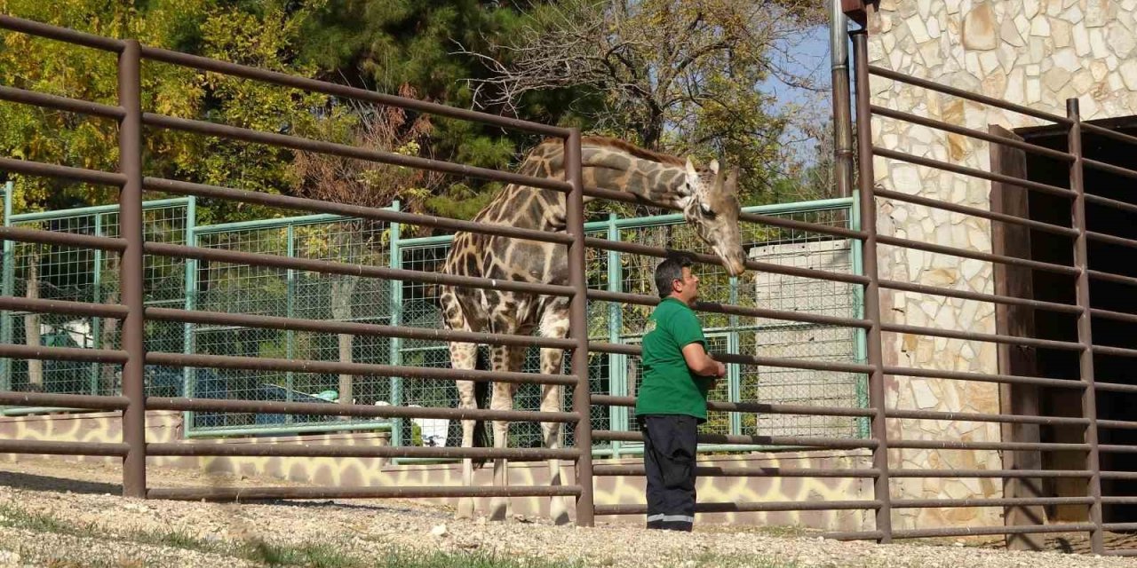 Gaziantep'te zürafalar ile bakıcılarının dostluğu şaşırtıyor