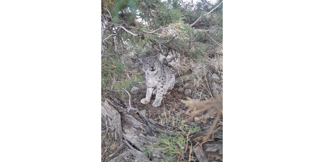 Gevaş'ta nesli tehlike altında olan vaşak görüntülendi