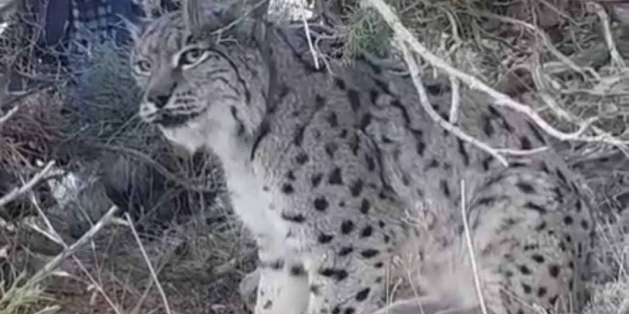 Van’da vaşak görüldü