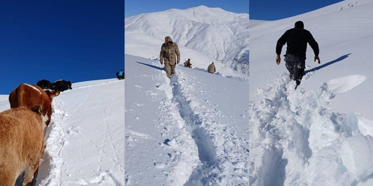 Durankaya'da mahsur kalan 19 büyükbaş ekipler tarafından kurtarıldı