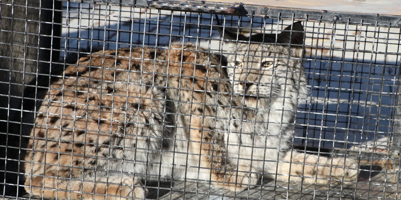 Gevaş'ta bulunan vaşak tedaviye alındı