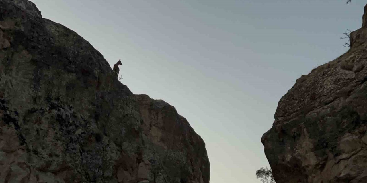 Çemişgezek'te koruma altındaki dağ keçileri görüntülendi