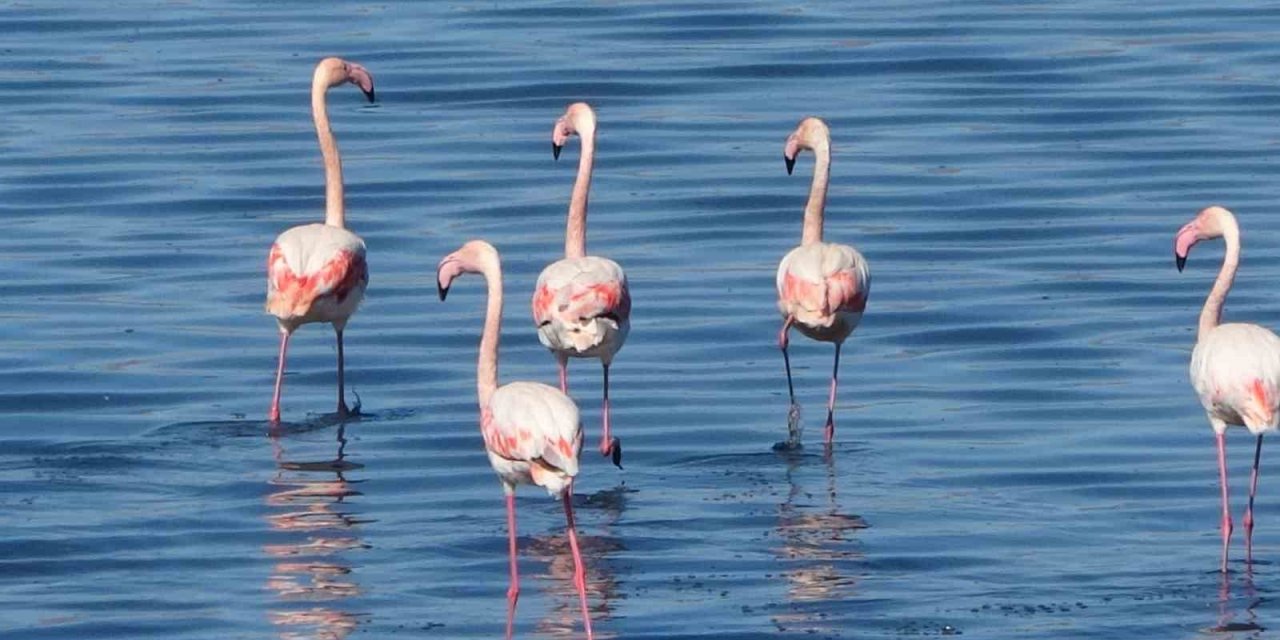 Urmiye Gölü kuruyunca flamingolar Van’a akın etti