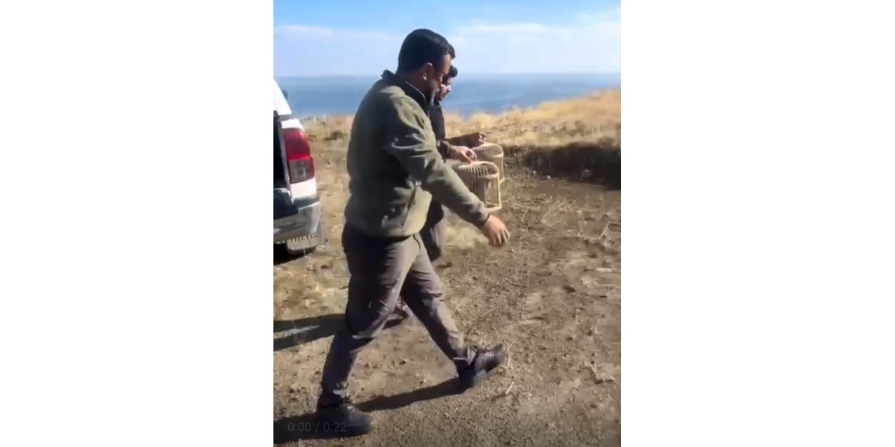Bitlis'te rehabilite edilen keklikler yeniden doğayla buluştu